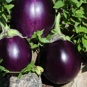 Aubergine Round Purple (freilandgeeignet) (Samen)