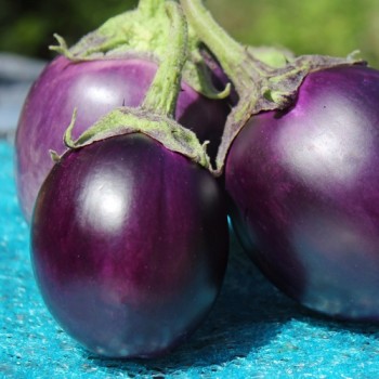 Aubergine Round Purple (freilandgeeignet) (Samen)