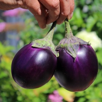 Aubergine Round Purple (freilandgeeignet) (Samen)