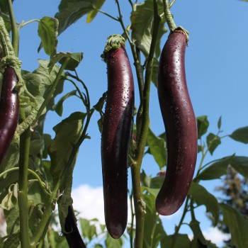 Aubergine Snake of Mugla (Samen)