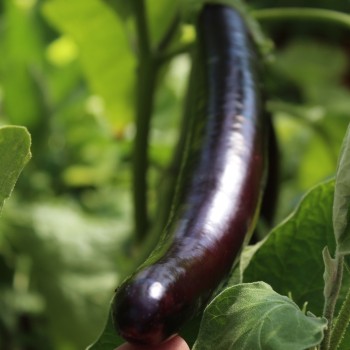 Aubergine Snake of Mugla (Samen)