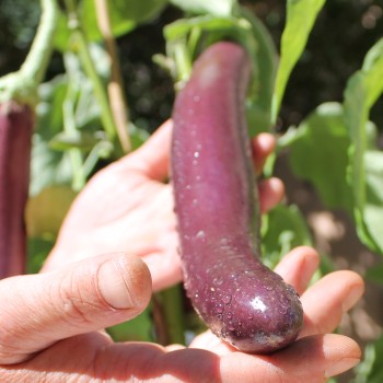 Aubergine Snake of Mugla (Samen)