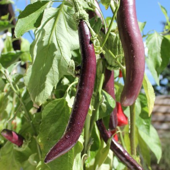 Aubergine Snake of Mugla (Samen)