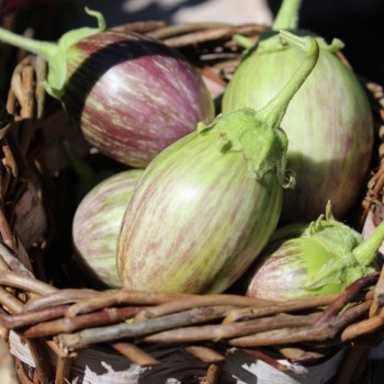 Aubergine Udmalbet (freilandgeeignet) (Samen)