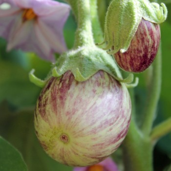 Aubergine Udmalbet (freilandgeeignet) (Samen)