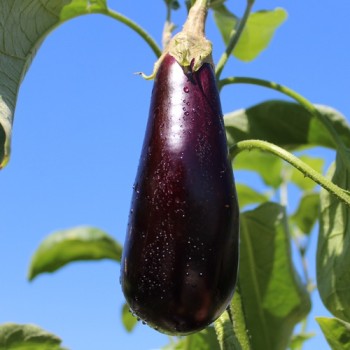 Aubergine Violetta Lunga (Samen)