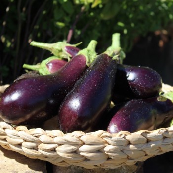 Aubergine Violetta Lunga (Samen)