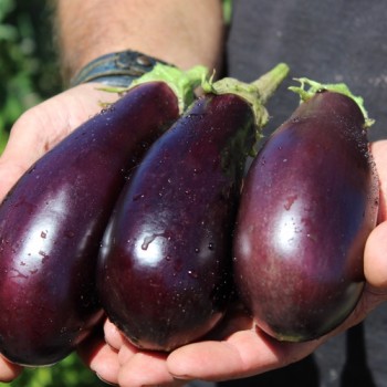 Aubergine Violetta Lunga (Samen)