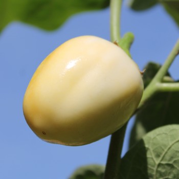 Aubergine Weiße aus Afrika  (Samen)