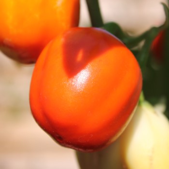 Aubergine Weiße aus Afrika  (Samen)