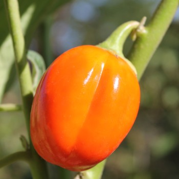 Aubergine Weiße aus Afrika  (Samen)