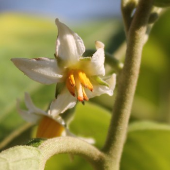 Aubergine Weiße aus Afrika  (Samen)