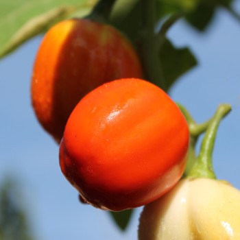 Aubergine Weiße aus Afrika  (Samen)