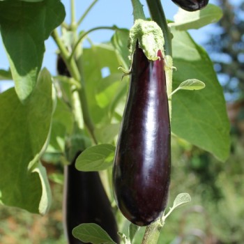 Aubergine de Barbentane (Samen)