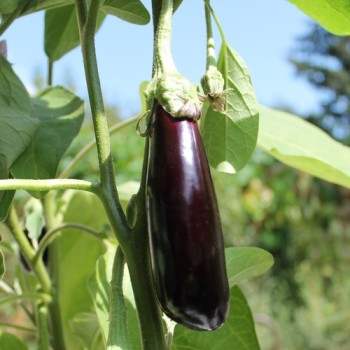 Aubergine de Barbentane (Samen)