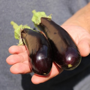 Aubergine de Barbentane (Samen)