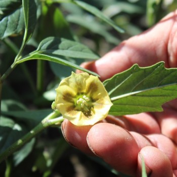 Neu! Ausdauernde Physalis Denver Perennial Ground Cherry (Samen)