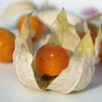 Neu! Ausdauernde Physalis Denver Perennial Ground Cherry (Samen)