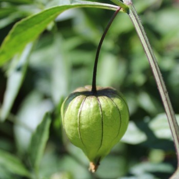 Neu! Ausdauernde Physalis Denver Perennial Ground Cherry (Samen)