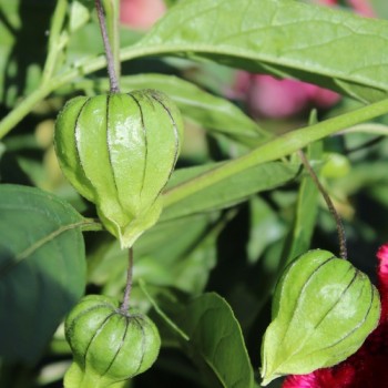 Neu! Ausdauernde Physalis Denver Perennial Ground Cherry (Samen)