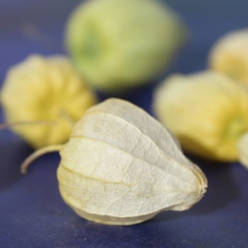 Neu! Ausdauernde Physalis Denver Perennial Ground Cherry (Samen)