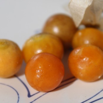Neu! Ausdauernde Physalis Denver Perennial Ground Cherry (Samen)