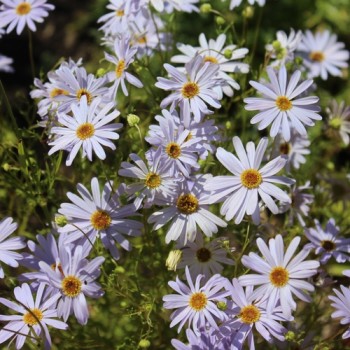 Australisches Gänseblümchen blau (Samen)