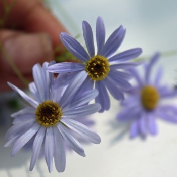 Australisches Gänseblümchen blau (Samen)