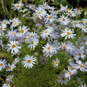 Australisches Gänseblümchen blau (Samen)