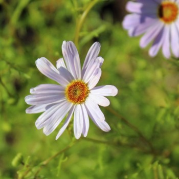 Australisches Gänseblümchen blau (Samen)