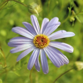 Australisches Gänseblümchen blau (Samen)