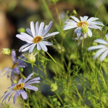 Australisches Gänseblümchen blau (Samen)