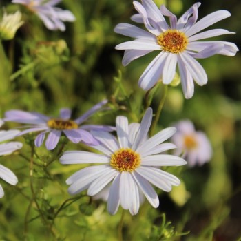 Australisches Gänseblümchen blau (Samen)