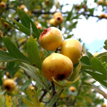 Azarole (Samen)