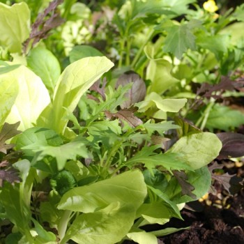 Babyleaf Bright and Spicy (Samen)