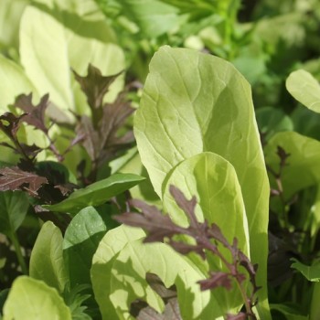 Babyleaf Bright and Spicy (Samen)