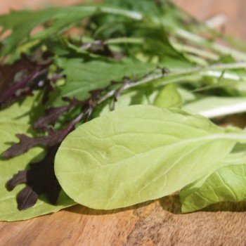 Babyleaf Bright and Spicy (Samen)