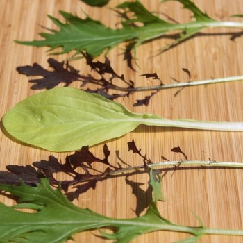 Babyleaf Bright and Spicy (Samen)