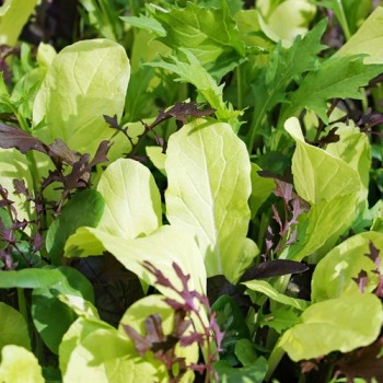 Babyleaf Bright and Spicy (Samen)