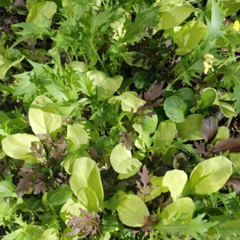 Babyleaf Bright and Spicy (Samen)