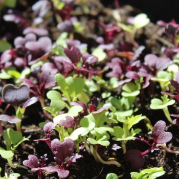 Babyleaf Bright and Spicy (Samen)