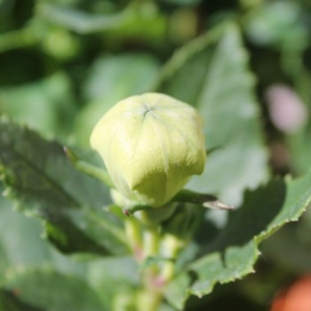 Ballonblume weiß (Samen)