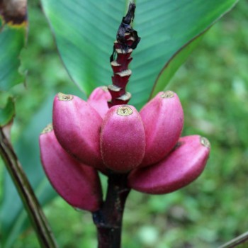 Zwerg-Banane pink (Samen)