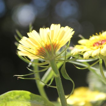 Bartpippau (Samen)
