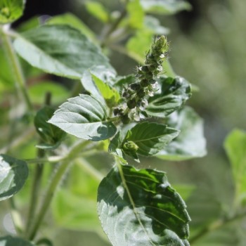 Basilikum Blue Spice (Samen)