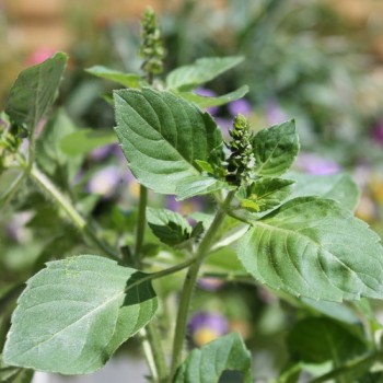 Basilikum Blue Spice (Samen)