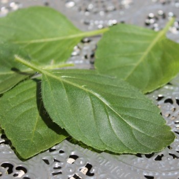 Basilikum Blue Spice (Samen)