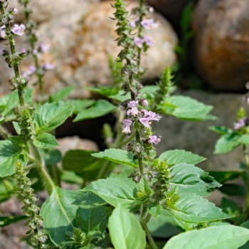 Basilikum Blue Spice (Samen)