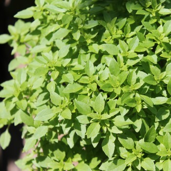 Basilikum Fino Verde (Samen)