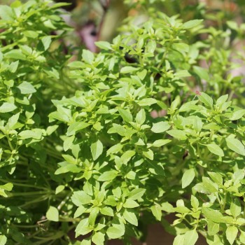 Basilikum Fino Verde (Samen)